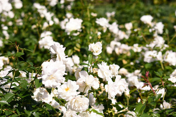 Rosen im Garten