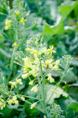 Beautiful broccoli cabbage in the garden. Selective focus.