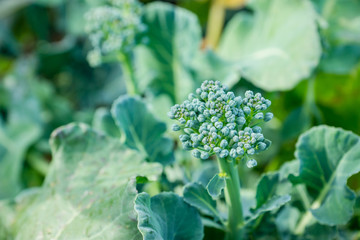 Beautiful broccoli cabbage in the garden. Selective focus.