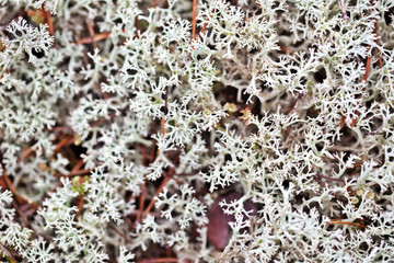 Moss sphagnum, top view