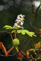 Kastanienbaum 