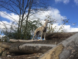 Whippet