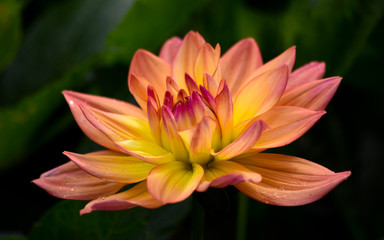 Zarte Sch&ouml;nheit im Garten. Dahlia