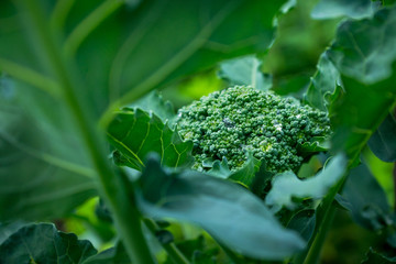 Beautiful broccoli cabbage in the garden. Selective focus.