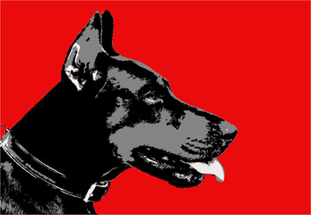 Dog a Dobermann terrier on a red background