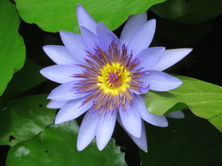 Martinique, fleur de nénuphar