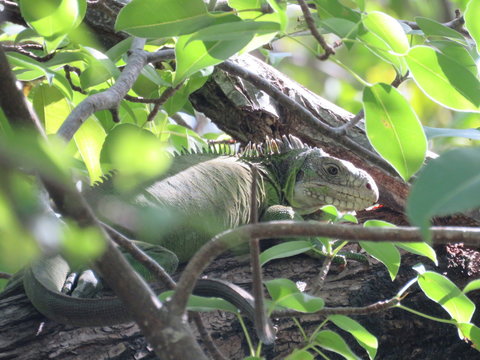 Martinique, iguane sur l'ilet Chancel