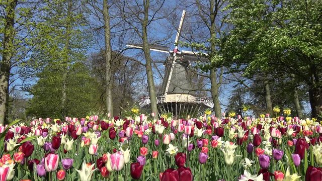 Footage of colorful flowers and windmill typical dutch scene at Keukenhof Kitchen garden also known as the Garden of Europe is one of worlds largest flower gardens situated in Lisse Netherlands 4k