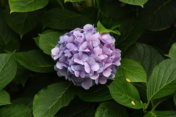 Hortensien im Garten