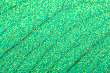 abstract background of green leaf texture