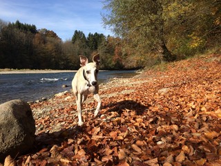 whippet