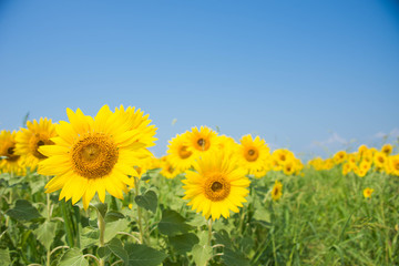 Fototapeta premium ひまわり畑