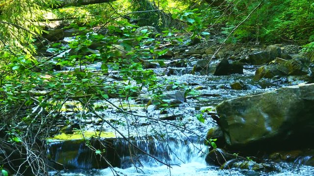 4K.Stream, river water in  summer wood. Dolly landscape shot