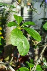 leaf and tree trunk of pachypodium decaryi plant