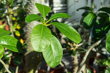 leaf and tree trunk of pachypodium decaryi plant