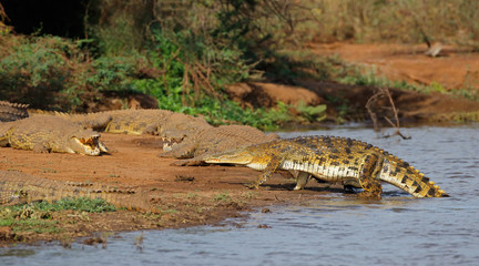 Nile crocodiles (Crocodylus niloticus) basking, Kruger National Park, South Africa.