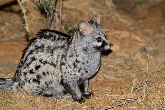 Large-spotted genet (Genetta tigrina) in natural habitat, South Africa .