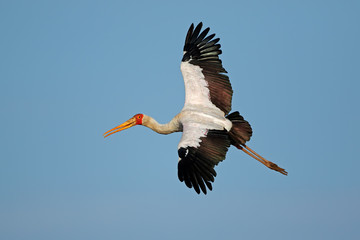 Yellow-billed stork (Mycteria ibis) in flight, Kruger National Park, South Africa.