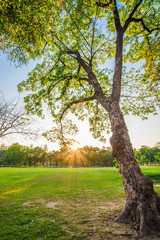 Tree in public park green meadow sunset