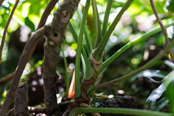 trunk and leaves of philodendron adiamantinum