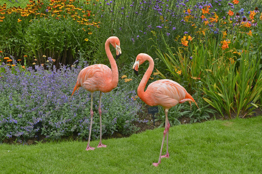 Flamingos in a country garden