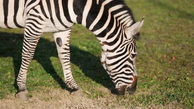 Grant's Zebra (Equus quagga boehmi) eating grass