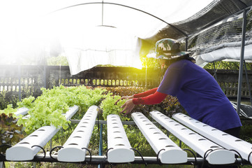 Hydroponics method of growing plants, in water, without soil. Aeroponics Salad vegetable.