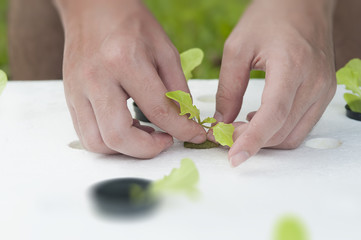 Hydroponics method of growing plants, in water, without soil. Aeroponics Salad vegetable.