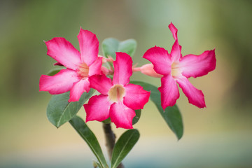 Close-up pink flower