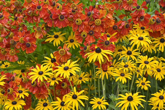 Colorful Rudbeckia and Helenium in close up