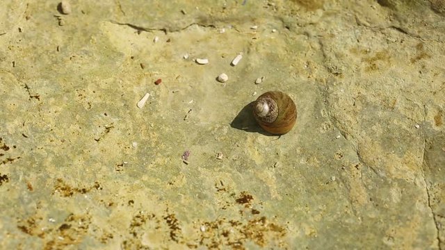 Common periwinkles (Littorina littorea) marine snail underwater, Carcavelos beach, Lisbon, Portugal