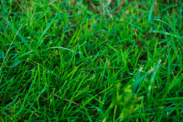 Green nature grass top view texture background