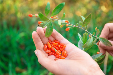 Woman holding fresh goji berries outdoors