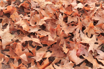 Dry maple leaf, fall foliage
