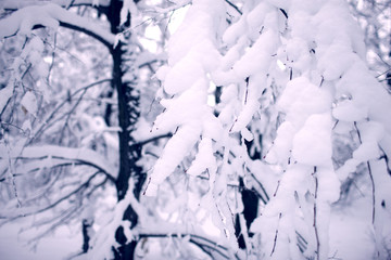 the winter forest is covered with great snow