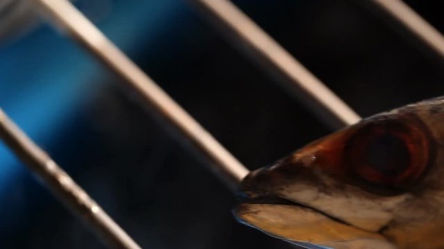 Grilled saba fish