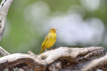 CAPE WEAVER (Ploceus capensis)  at Giant's Cup Wilderness Reserve, Kwazulu Natal.  