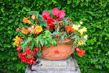 Fototapeta na wymiar Colorful flowers in a pot in front of a bush