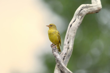 CAPE WEAVER (Ploceus capensis)  at Giant's Cup Wilderness Reserve, Kwazulu Natal.  