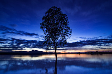 tree of lake in thailand
