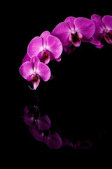 Obraz premium orchid pink flower with water drops