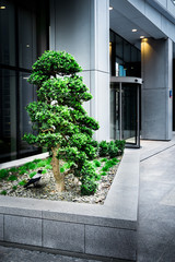 Fototapeta na wymiar A Small Tree by an Office Building