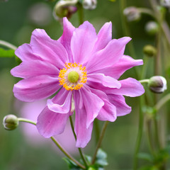 Pink flowers in the garden