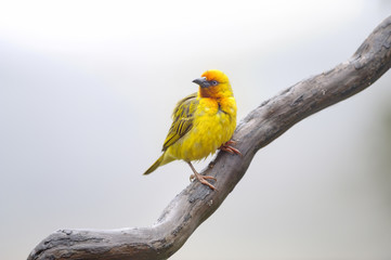CAPE WEAVER (Ploceus capensis)  at Giant's Cup Wilderness Reserve, Kwazulu Natal.  