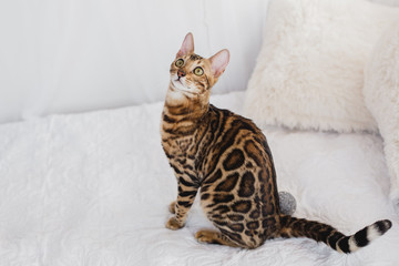 Bengal cat brown spotted pets