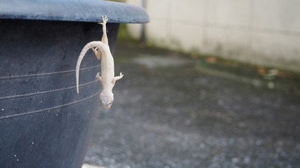 Colourless lizard hang upside down with one foot stick on black bowl in Yoga style