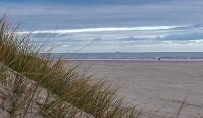 Strandhafer auf einer Düne