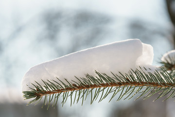 small spruce tree in warm morning after snowfall