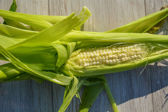 Freshly harvested Corn on the Cob