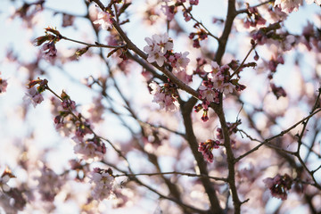 sakura blossom in warm spring morning